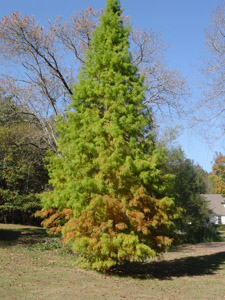 Bald cypress tree in landscape