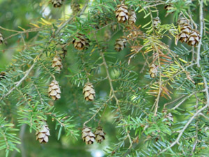 Eastern hemlock cones