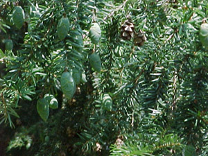 Eastern hemlock fruit