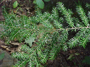 Eastern hemlock foliage on branch