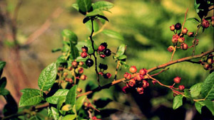 Southern Highbush Blueberry fruit