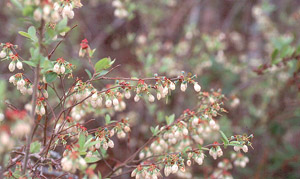Southern Highbush Blueberry flowers