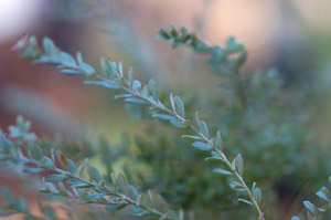 Darrowâ??s Blueberry or Glaucous Blueberry foliage