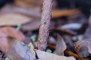 Darrowâ??s Blueberry or Glaucous Blueberry stem