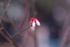 Mayberry pink flowers