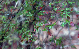 Mayberry foliage