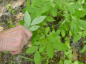 Hillside Blueberry or Blue Ridge Blueberry leaves