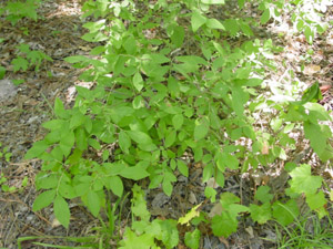 Hillside Blueberry or Blue Ridge Blueberry in the landscape