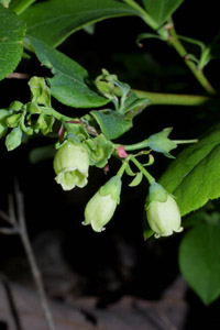 Hillside Blueberry or Blue Ridge Blueberry flowers