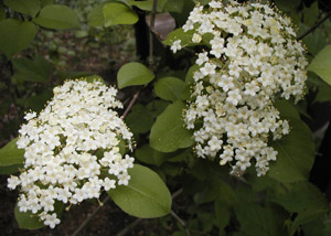 Blackhaw Viburnum flowers and foliage