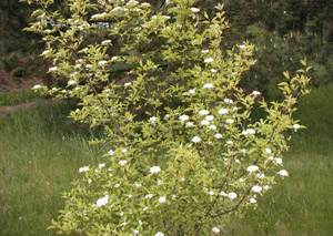 Blackhaw Viburnum in the landscape