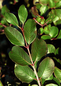 Rusty Blackhaw foliage