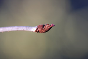 Rusty Blackhaw bud