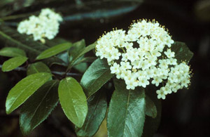 Rusty Blackhaw flowers and foliage