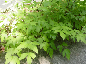 Yellow-Root in the landscape