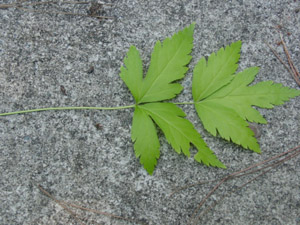 Yellow-Root leaf