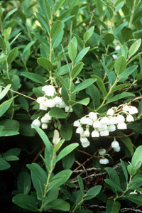 Honeycup flowers and foliage