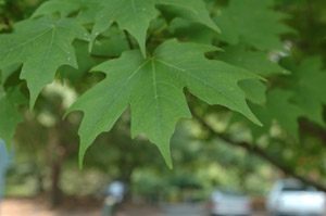 green sugar maple leaves