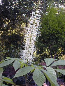Bottlebrush buckeye flower