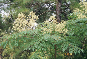 Devilâ??s Walkingstick in bloom