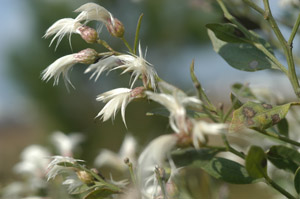 Groundsel bush seed