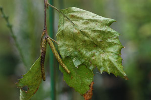 River birch seeds