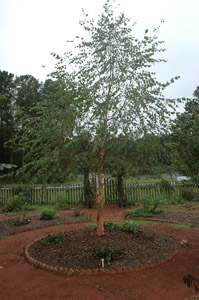 River birch tree in garden