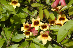Crossvine flowers and foliage