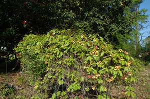 Crossvine in the landscape