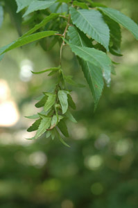 American Hornbeam, Ironwood or Musclewood fruit