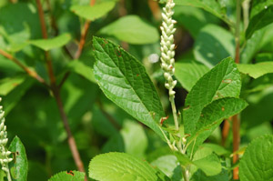 Summersweet Clethra, Sweet Pepperbush foliage