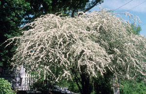 Littlehip Hawthorn in bloom