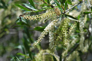 Red Titi, Swamp Cyrilla flowers
