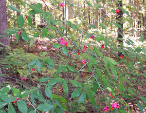 Strawberry-bush in bloom