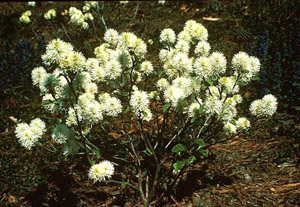 Dwarf Fothergilla in bloom