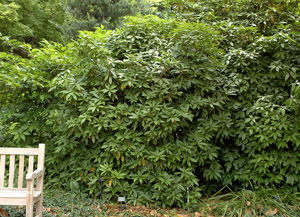 Florida Anise-Tree in the landscape