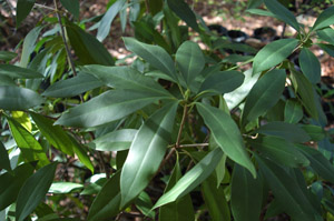 Florida Anise-Tree foliage