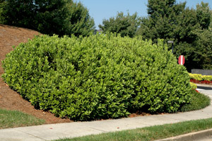 Small Anise-Tree or Yellow Anise-Tree in the landscape