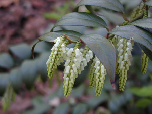 Drooping Leucothoe flowers and foliage
