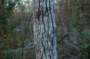 Sweetgum bark