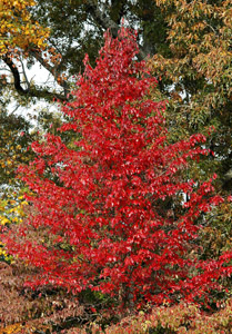 Black gum or tupelo, fall color