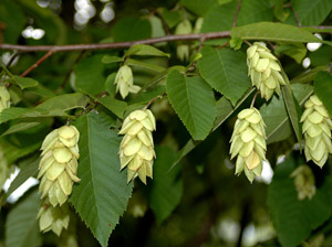 Eastern Hophornbeam blooms