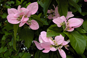 Pinckneya, Feverbark flowers