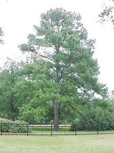Loblolly pine tree in landscape