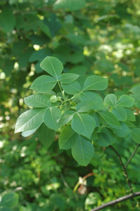 Hoptree, Wafer-Ash leaves