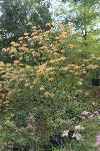 Florida azalea in the landscape