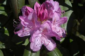 Catawba rosebay flowers and foliage
