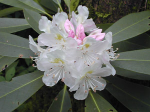 Great laurel flowers and foliage