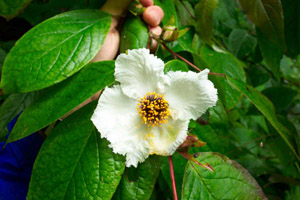 Mountain stewartia flower and foliage