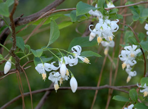American snowbell flowers